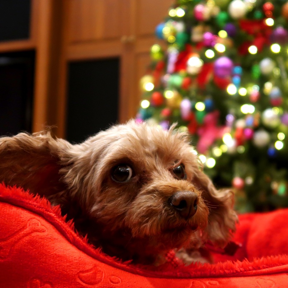 Meet your Posher, Danni